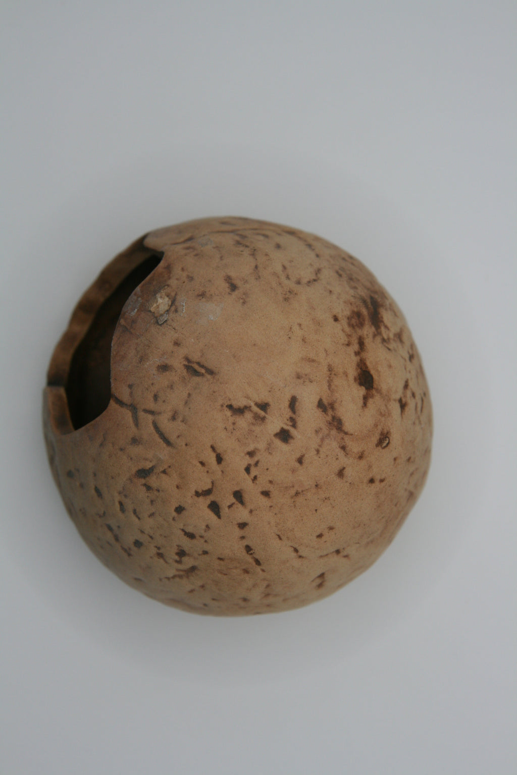 Tana Effetto Cocco per Terrario – Coconut Hide