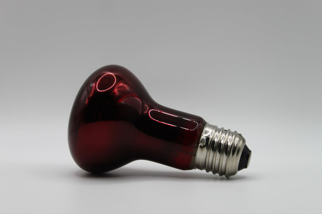 Lampada a Infrarossi per rettili ~ 25W